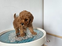 Toy poodle acil verilecektir