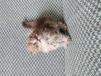 Safkan British Longhair Yavrular