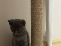 Scottish fold Karamelime yeni sahip eşyalarıyla birlikte