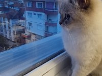 British shorthair dişi