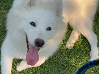 9 Aylık Eğitimli Dişi Samoyed Sahiplendirme