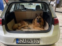 Şecereli Safkan Alman Çoban Köpeği
