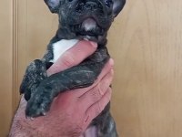 FRANSİZ BULLDOG YAVRULAR İZMİR