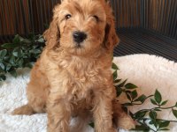toy poodle bebeklerimiz