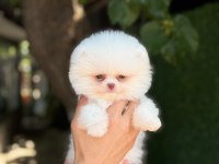SAĞLIK VE IRK GARANTİLİ POMERANİAN KÖPEĞİ