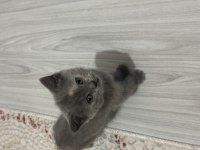 2 aylık british shorthair bebeklerimiz
