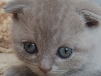 Scottish Fold Tontiş Yavrularımız