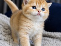 Show kalite british shorthair golden bebekler
