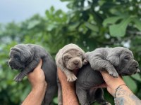 A Kalite Cane Corso Yavrularım