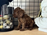 Red Brown Poodle Dişi Erkek Yavrular