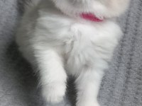 Safkan Ragdoll Bebek Kediler