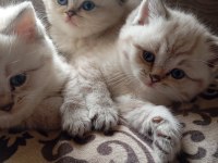 Efsane british shorthair bebeklerim