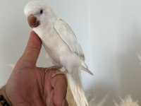 8 AYLIK ALBİNO MONK PAPAĞANI