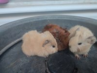 3 dişi 1 erkek guinea pig