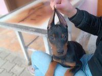 KİNG DOBERMAN YAVRULAR