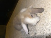 Yavru Erkek Hollanda lop tavşanı