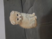Scottish fold dişi kedimiz