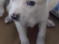 Chihuahua 3 aylık dişi