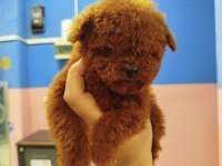 Teacup Dişi Toy Poodle