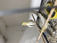 Çift sultan papağanı albino cins