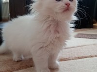 British longhair 1.5 aylık