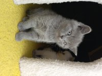 British longhair erkek dişi blue point