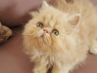EGZOTİK SARI ŞEKER İRAN KEDİSİ