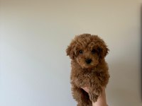 Red toy poodle yavrumuz