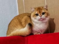 Show Kalite Orange British Shorthair Longhair