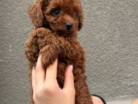 Toy Poodle Köpeği