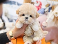KOREAN TOY POODLE YAVRULARIM