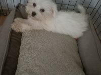 Maltese 2,5 aylık