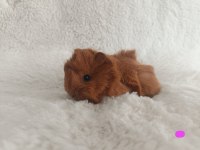 Sevimli Guinea Pig Yavrularımız