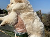 Chow chow çin Aslanı yavrularımız