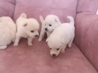 Son 2 yavru spitz