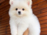 Üst Düzey Pomeranian Boo Yavruları