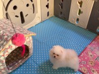 Pomeranian boo köpeği