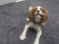Köpeğimiz Tarçına Yeni Aile Arıyoruz