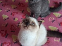 British shorthair yavrularımız