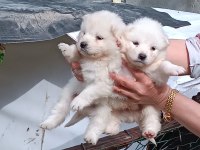 SAFKAN SİYAH-BEYAZ PATİ SAMOYED