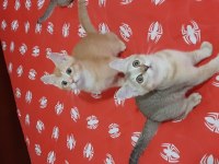 British shorthair evcilmen yavrumuz