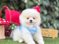 Orjinal Pomeranian Boo