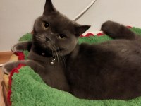 10 aylık dişi british shorthair kısırlaştırılmış