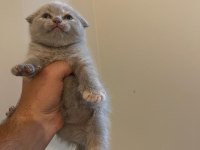 Kahve rengi scottish fold