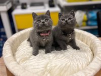 Safkan british shorthair bebekler
