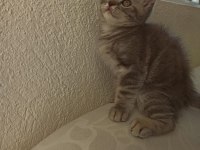 İki Aylık Erkek British Shorthair