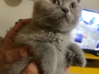 18 Nisan doğumlu british shorthair