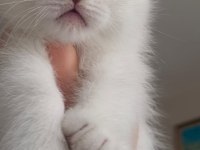 2 aylık scottish fold yavrularımız yeni yuvalarını arıyor