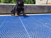 King doberman yavrular