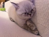 2.5 Aylık British Shorthair Kedi Sahiplendirme İlanıdır